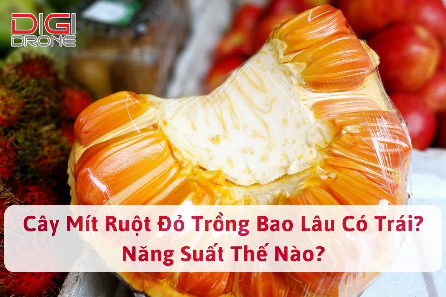 Cây Mít Ruột Đỏ Trồng Bao Lâu Có Trái? Năng Suất Thế Nào?