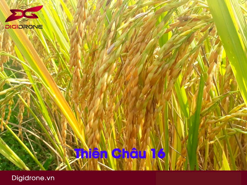 Giống lúa Thiên Châu 16: Kỹ thuật gieo trồng & đặc điểm