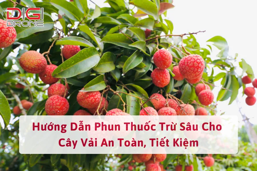 Hướng Dẫn Phun Thuốc Trừ Sâu Cho Cây Vải An Toàn, Tiết Kiệm