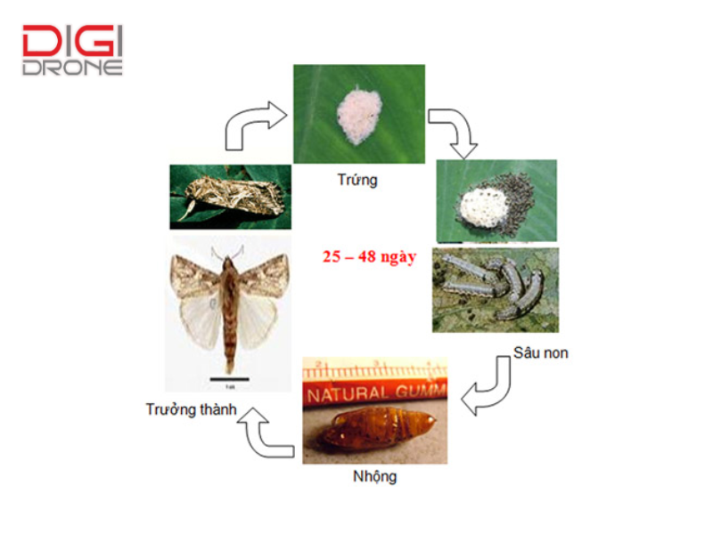 Vòng đời sâu khoang và nguyên nhân phát sinh
