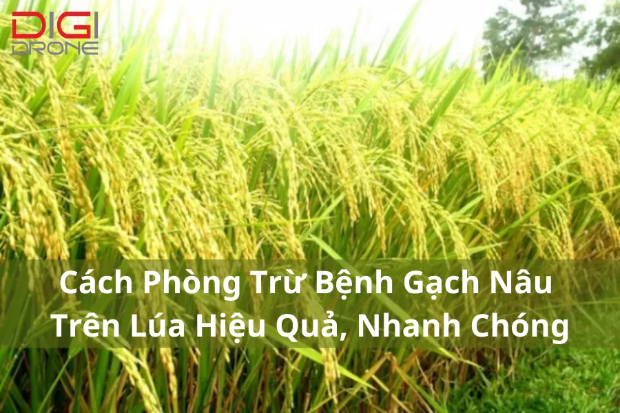 Cách Phòng Trừ Bệnh Gạch Nâu Trên Lúa Hiệu Quả, Nhanh Chóng