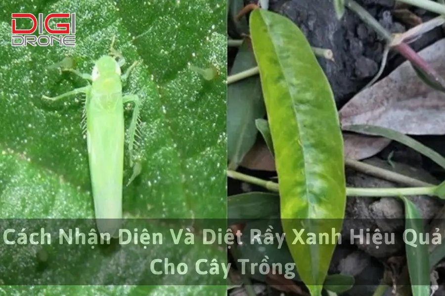 Cách Nhận Diện Và Diệt Rầy Xanh Hiệu Quả Cho Cây Trồng