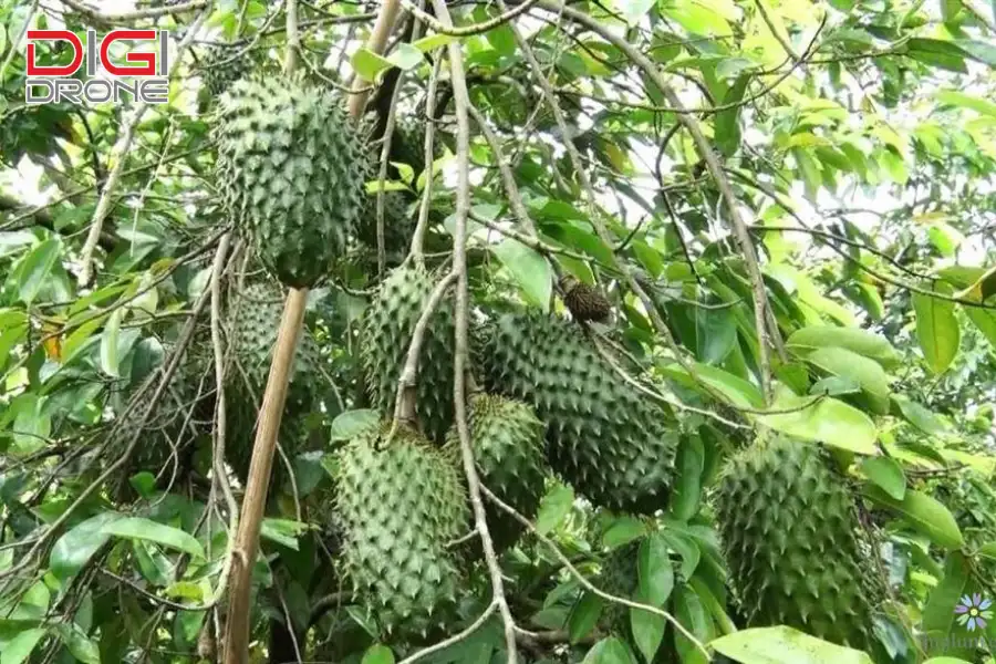 phun thuốc cho cây mãng cầu