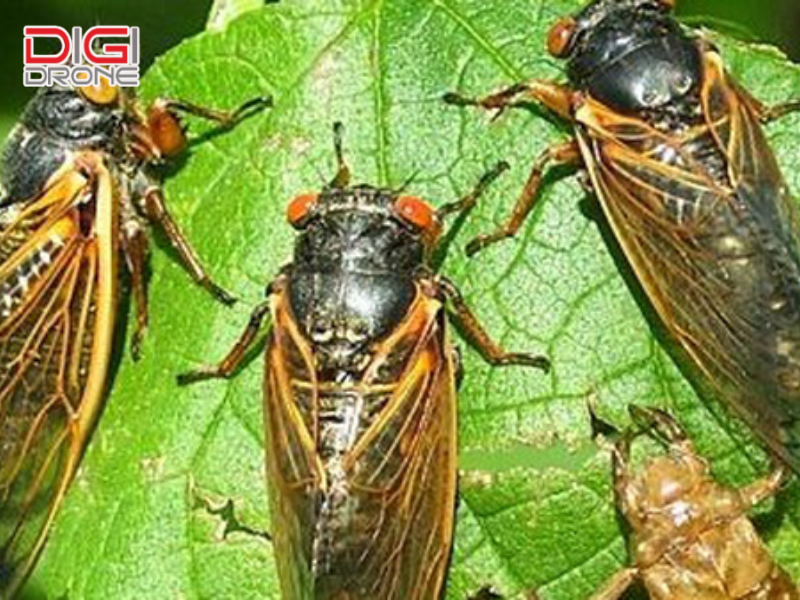Dấu hiệu nhận biết cây trồng bị ve sầu gây hại