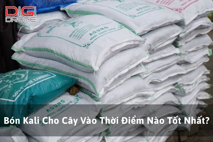 Bón Kali Cho Cây Vào Thời Điểm Nào Tốt Nhất?
