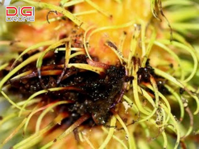 Sâu bệnh hại chôm chôm