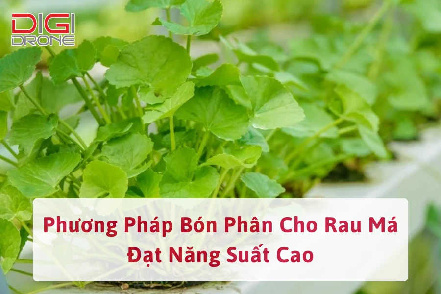 Phương Pháp Bón Phân Cho Rau Má Đạt Năng Suất Cao