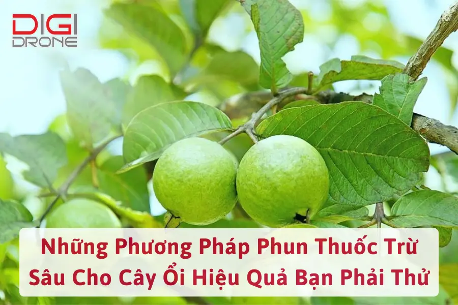 Những Phương Pháp Phun Thuốc Trừ Sâu Cho Cây Ổi Hiệu Quả Bạn Phải Thử