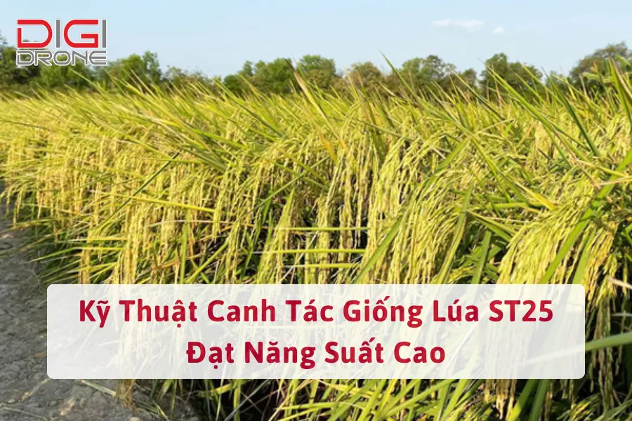 Kỹ Thuật Canh Tác Giống Lúa ST25 Đạt Năng Suất Cao