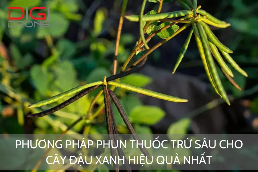 Phương Pháp Phun Thuốc Trừ Sâu Cho Cây Đậu Xanh Hiệu Quả Nhất