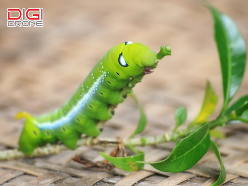 Phòng ngừa sâu xanh tái phát và lưu ý an toàn