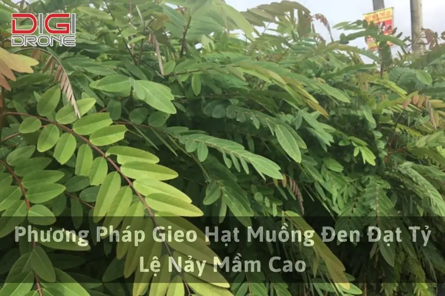 Phương Pháp Gieo Hạt Muồng Đen Đạt Tỷ Lệ Nảy Mầm Cao