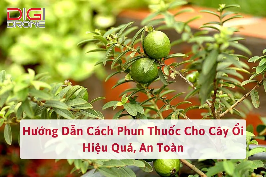 Hướng Dẫn Cách Phun Thuốc Cho Cây Ổi Hiệu Quả, An Toàn