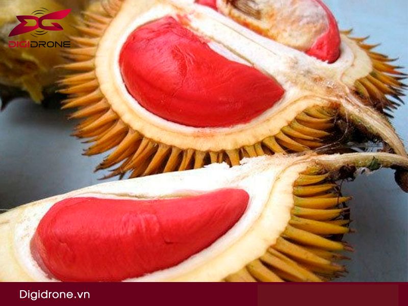 Cây sầu riêng ruột đỏ: Kỹ thuật & Đặc điểm giống