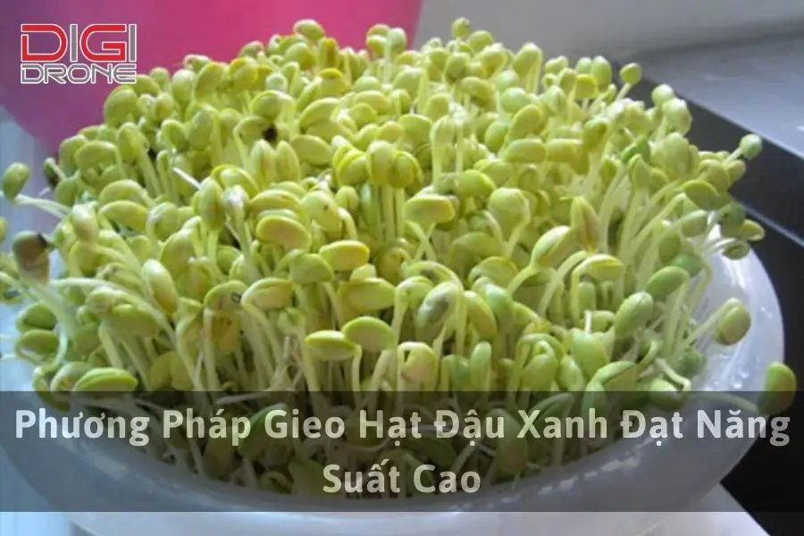 Phương Pháp Gieo Hạt Đậu Xanh Đạt Năng Suất Cao