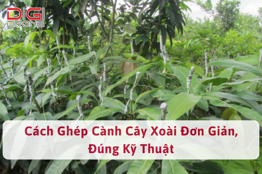 Cách Ghép Cành Cây Xoài Đơn Giản, Đúng Kỹ Thuật