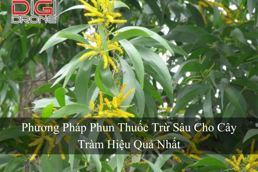 Phương Pháp Phun Thuốc Trừ Sâu Cho Cây Tràm Hiệu Quả Nhất