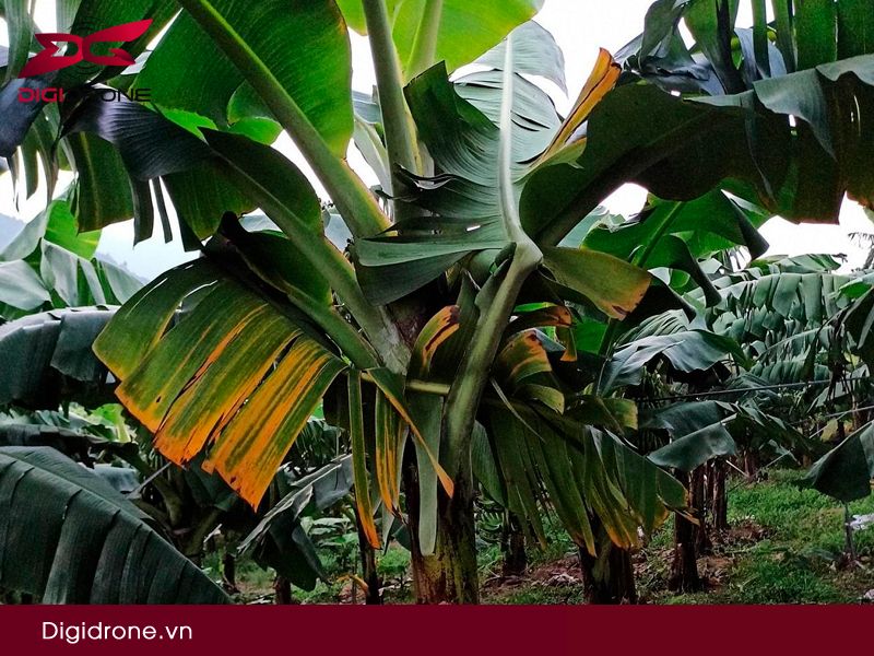 Sâu bệnh nấm cây chuối & biện pháp phòng trừ