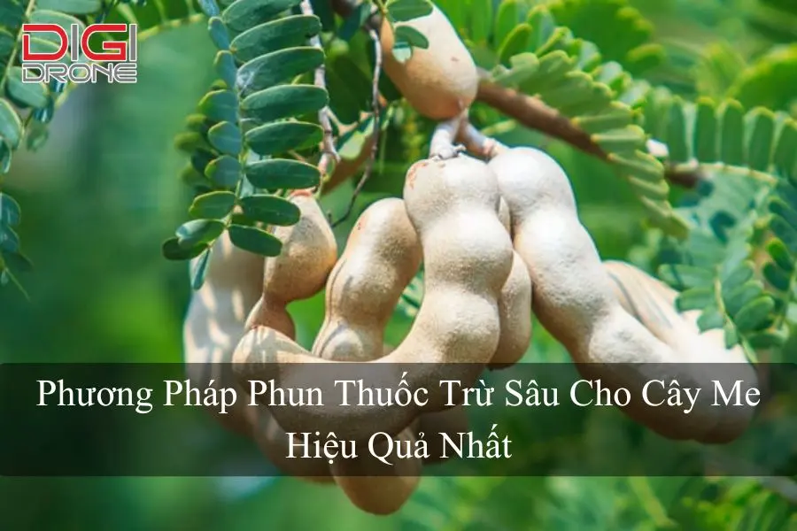 Phương Pháp Phun Thuốc Trừ Sâu Cho Cây Me Hiệu Quả Nhất