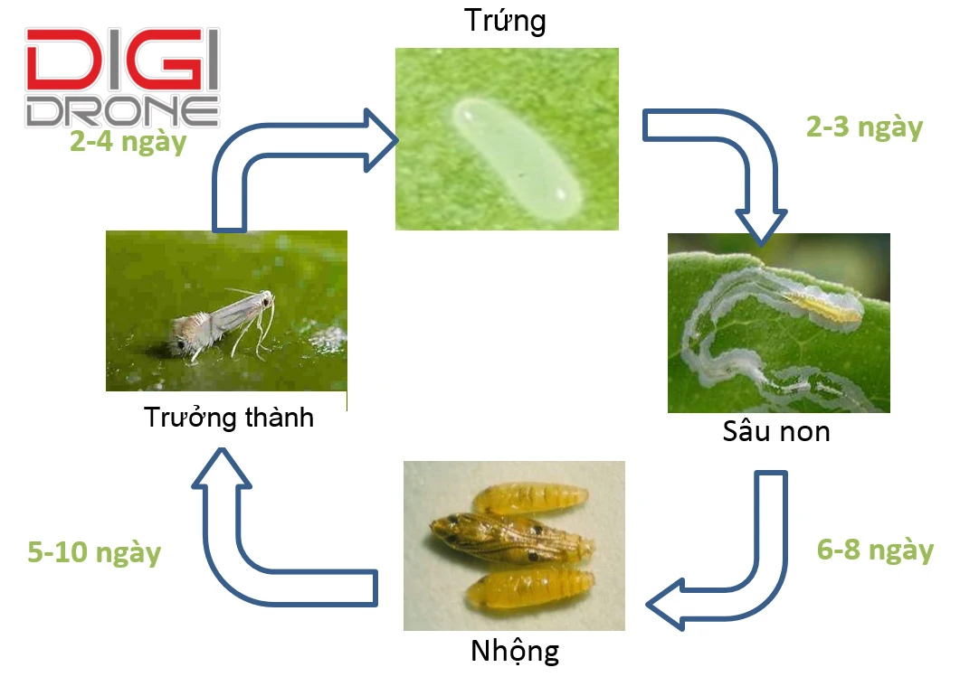 cách trị sâu vẽ bùa trên cây chanh