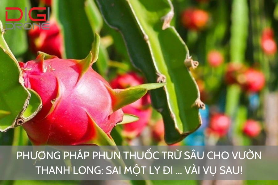 Phương Pháp Phun Thuốc Trừ Sâu Cho Vườn Thanh Long: Sai Một Ly Đi … Vài Vụ Sau!