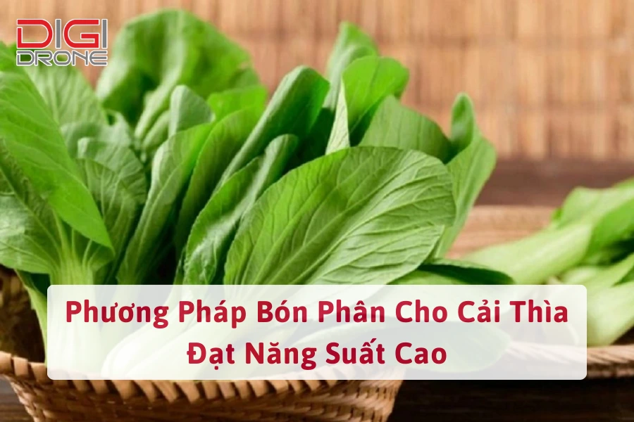 Phương Pháp Bón Phân Cho Cải Thìa Đạt Năng Suất Cao