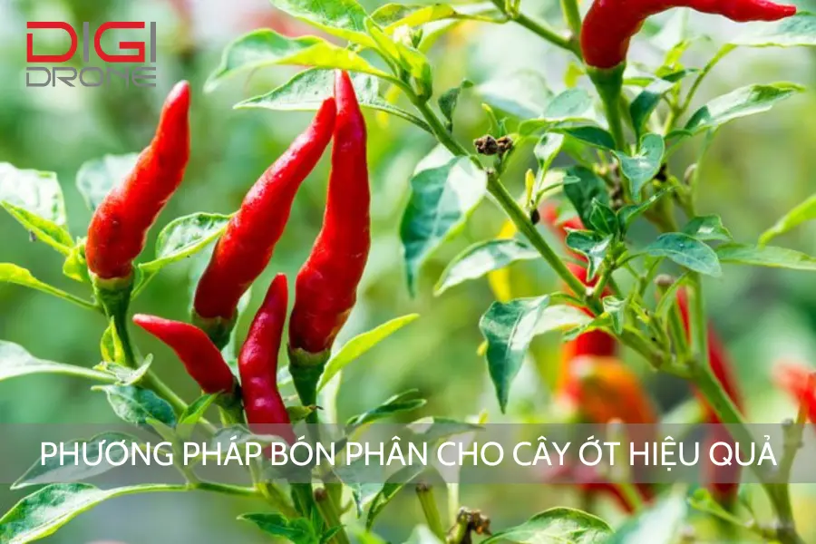 Phương Pháp Bón Phân Cho Cây Ớt Hiệu Quả