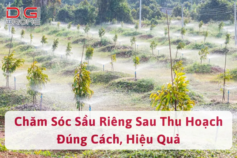 Kỹ Thuật Chăm Sóc Sầu Riêng Sau Thu Hoạch Đúng Cách, Hiệu Quả