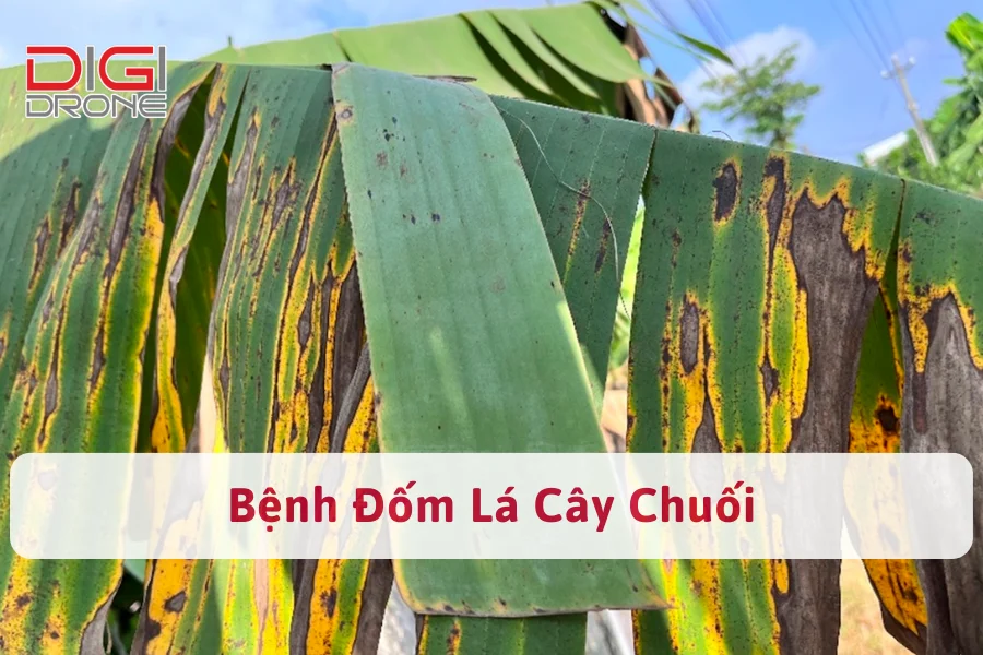 Bệnh Đốm Lá Chuối | Nguyên Nhân Và Cách Phòng Trừ