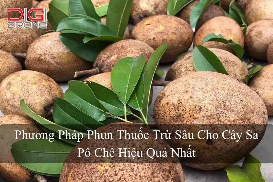 Phương Pháp Phun Thuốc Trừ Sâu Cho Cây Sa Pô Chê Hiệu Quả Nhất