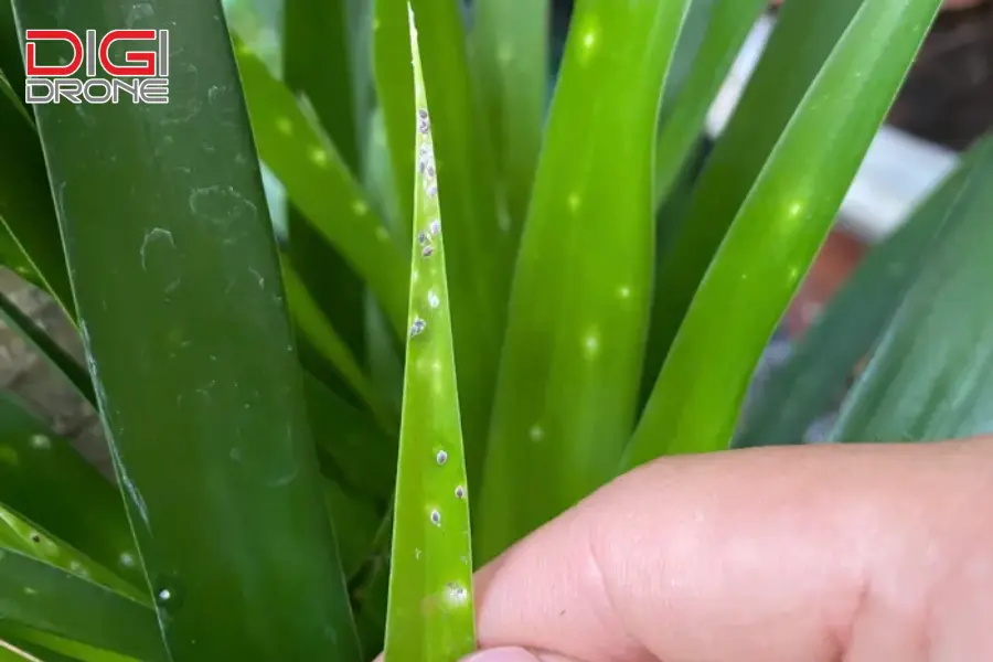 Biện pháp phòng ngừa rệp vảy hiệu quả từ gốc Biện pháp phòng ngừa rệp vảy hiệu quả từ gốc