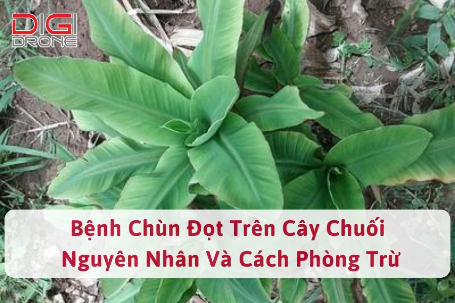 Bệnh Chùn Đọt Trên Cây Chuối | Nguyên Nhân Và Cách Phòng Trừ