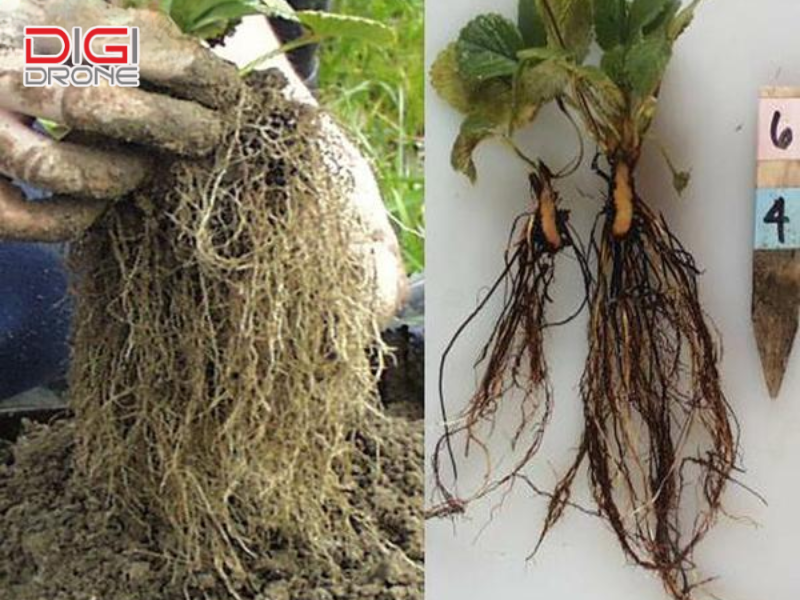 Cách cứu cây bị thối rễ hiệu quả