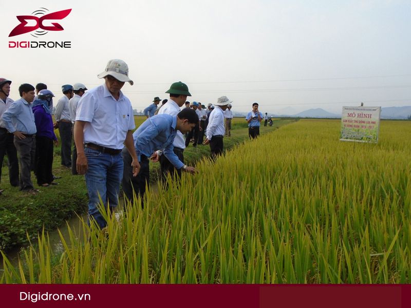 Giống lúa HN6: Đặc tính gieo trồng & kỹ thuật canh tác