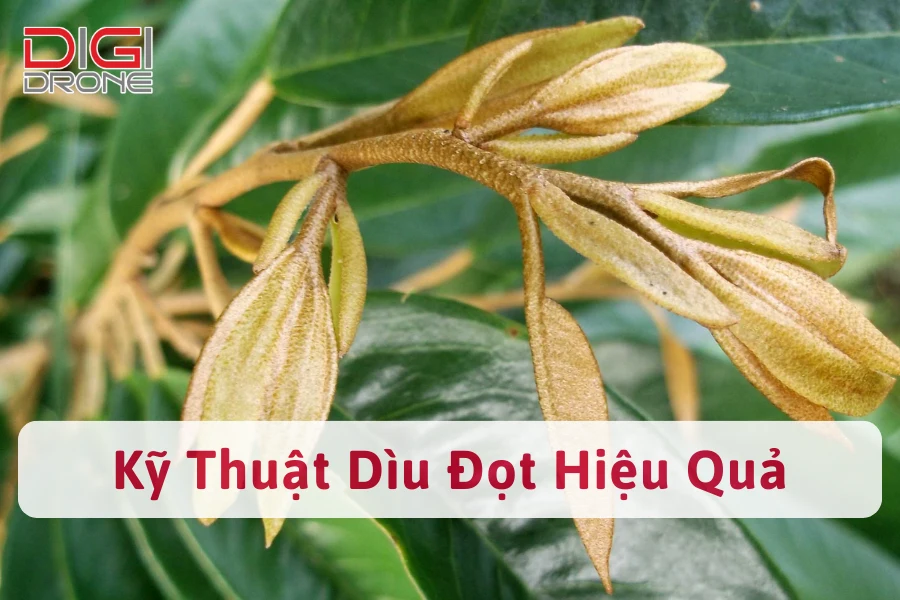 Vì Sao Cần Dìu Đọt Sầu Riêng? Kỹ Thuật Dìu Đọt Hiệu Quả