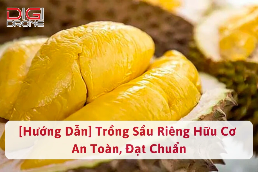 [Hướng Dẫn] Trồng Sầu Riêng Hữu Cơ An Toàn, Đạt Chuẩn