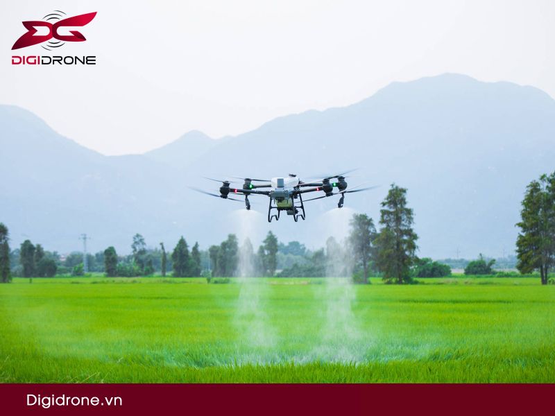 Các giai đoạn phun thuốc cho lúa