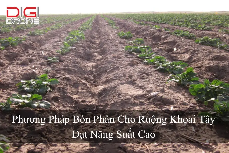 Phương Pháp Bón Phân Cho Ruộng Khoai Tây Đạt Năng Suất Cao