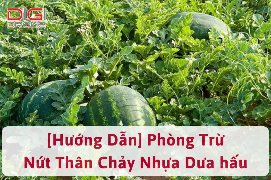 Cách Phòng Trừ Bệnh Nứt Thân Xì Mủ Trên Cây Dưa Hấu Hiệu Quả