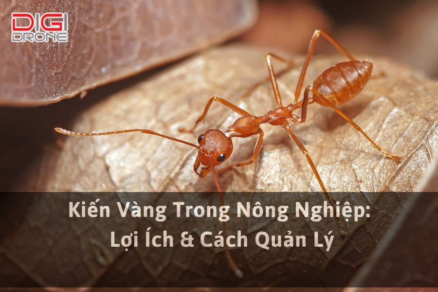 Kiến Vàng Trong Nông Nghiệp: Lợi Ích & Cách Quản Lý