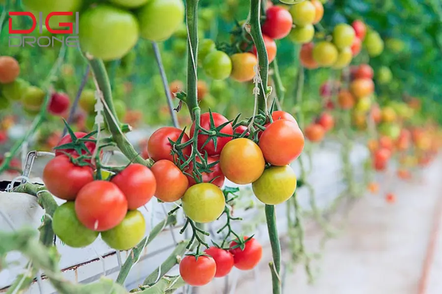 Kỹ thuật phun thuốc cho cây cà chua hiệu quả Kỹ thuật phun thuốc cho cây cà chua hiệu quả