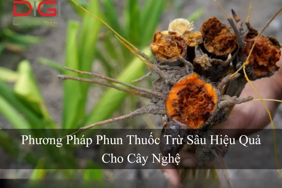 Phương Pháp Phun Thuốc Trừ Sâu Hiệu Quả Cho Cây Nghệ