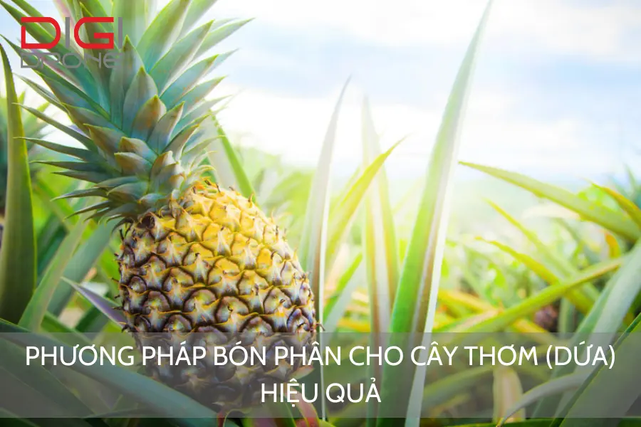 Phương Pháp Bón Phân Cho Cây Thơm (Dứa) Hiệu Quả