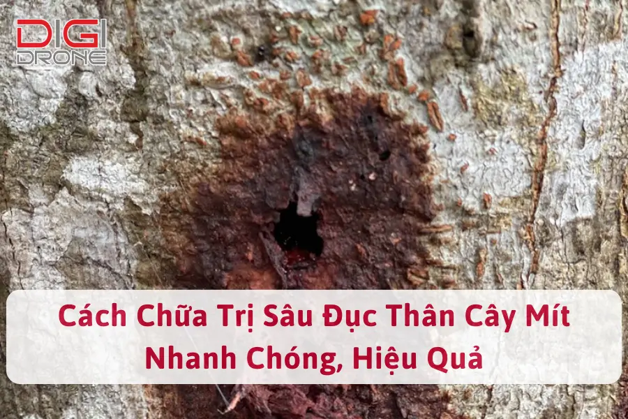 Cách Chữa Trị Sâu Đục Thân Cây Mít Nhanh Chóng, Hiệu Quả