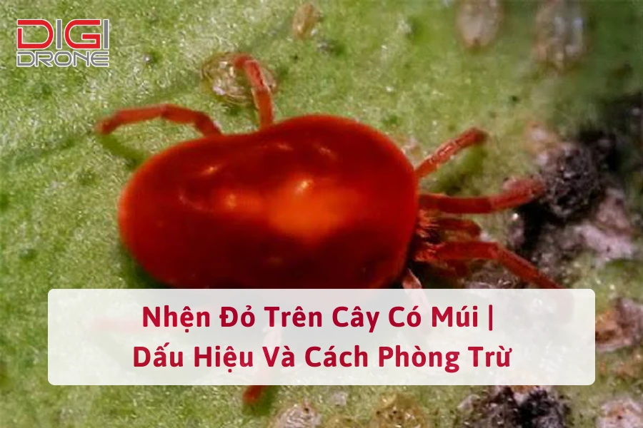 Nhện Đỏ Trên Cây Có Múi | Dấu Hiệu Và Cách Phòng Trừ