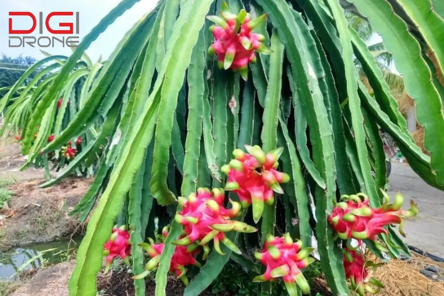 Theo dõi tình trạng cây thanh long sau khi phun thuốc Theo dõi tình trạng cây thanh long sau khi phun thuốc