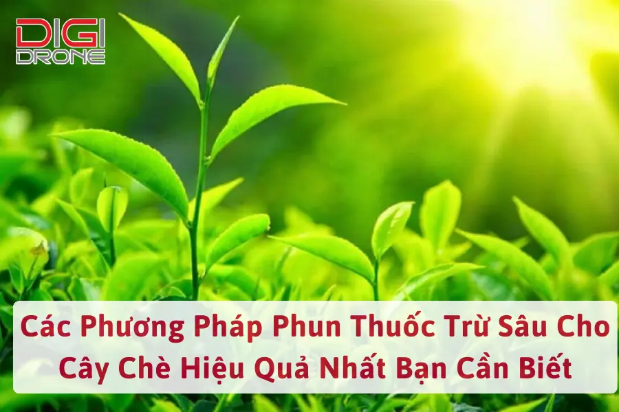 Các Phương Pháp Phun Thuốc Trừ Sâu Cho Cây Chè Hiệu Quả Nhất Bạn Cần Biết