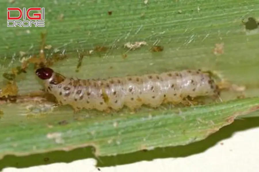 Sâu đục thân (Stem Borers)