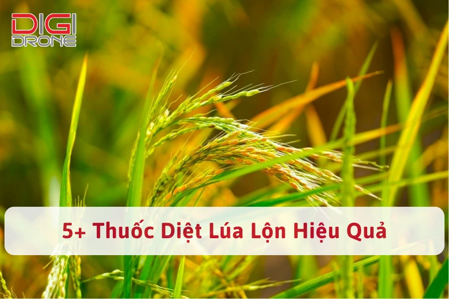 5+ Thuốc Diệt Lúa Lộn, Đặc Trị Lúa Cỏ, Lúa Ma Hiệu Quả