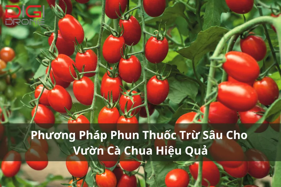 Phương Pháp Phun Thuốc Trừ Sâu Cho Vườn Cà Chua Hiệu Quả